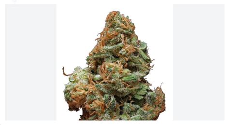 burberry weed|Burberry Strain Full Information .